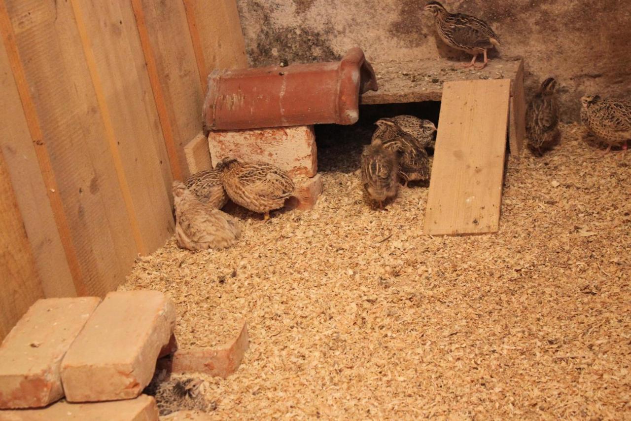 Ferienwohnungen Zwergbachhof Haunsheim Buitenkant foto